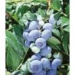 Kép 2/3 - Vaccinium corymbosum 'Darrow' - Magasbokrú áfonya (cserjés vagy fürtös áfonya)