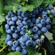 Kép 1/4 - Vaccinium corymbosum 'Berkeley' - Magasbokrú áfonya (cserjés vagy fürtös áfonya)