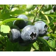 Kép 1/3 - Vaccinium corymbosum 'Darrow' - Magasbokrú áfonya (cserjés vagy fürtös áfonya)
