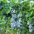 Kép 1/3 - Vaccinium corymbosum 'Spartan' - Magasbokrú kék áfonya