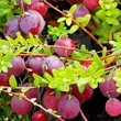 Kép 1/2 - Vaccinium macrocarpon 'Big Pearl' - Tőzegáfonya