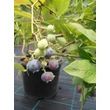 Kép 2/4 - Vaccinium corymbosum 'Berkeley' - Magasbokrú áfonya (cserjés vagy fürtös áfonya)