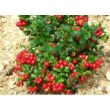 Kép 2/3 - Vaccinium vitis-idaea 'Red Pearl' - Vörös áfonya
