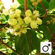 Kép 1/2 - Actinidia arguta 'Weiki' - Porzós kivi 