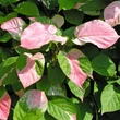 Kép 1/2 - Actinidia kolomikta 'Vitakola' – Mandzsu aktinídia