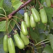 Kép 2/2 - Actinidia kolomikta 'Vitakola' – Mandzsu aktinídia