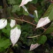 Kép 2/3 - Actinidia pilosula – Dekoratív kivi