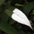 Kép 1/3 - Actinidia pilosula – Dekoratív kivi