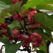 Kép 3/3 - Actinidia pilosula – Dekoratív kivi