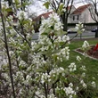 Kép 2/2 - Amelanchier ovalis - Szirti fanyarka