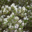 Kép 1/2 - Amelanchier ovalis - Szirti fanyarka