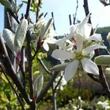 Kép 2/2 - Amelanchier rotundifolia 'Edelweiss' – Fanyarka
