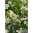 Kép 3/6 - Aronia melanocarpa 'Hugin' - Fekete berkenye virágzás