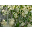 Kép 4/6 - Aronia melanocarpa 'Hugin' - Fekete berkenye virágzás