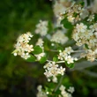 Kép 5/6 - Aronia melanocarpa 'Hugin' - Fekete berkenye virágzás