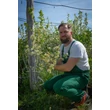 Kép 2/6 - Aronia melanocarpa 'Hugin' - Fekete berkenye - Megyeri Szabolcs
