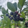 Kép 4/7 - Aronia x prunifolia (syn:. A. melanocarpa x A. arbutifolia) 'Nero' - Fekete berkenye