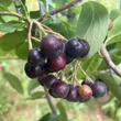 Kép 5/7 - Aronia x prunifolia (syn:. A. melanocarpa x A. arbutifolia) 'Nero' - Fekete berkenye
