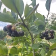 Kép 5/6 - Aronia x prunifolia (syn:. A. melanocarpa x A. arbutifolia) 'Nero' - Fekete berkenye