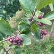 Kép 2/6 - Aronia x prunifolia (syn:. A. melanocarpa x A. arbutifolia) 'Nero' - Fekete berkenye
