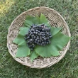 Kép 1/6 - Aronia x prunifolia (syn:. A. melanocarpa x A. arbutifolia) 'Nero' - Fekete berkenye