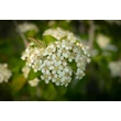 Kép 2/5 - Aronia prunifolia 'Viking' - Fekete berkenye virágzó állapotban