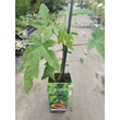 Kép 2/2 - Carica papaya 'Sunnybees' – Papaja