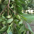 Kép 2/2 - Carya illinoinensis 'Desirable' – Pekándiófa