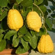 Kép 2/2 - Citrus medica 'Maxima' – Citromfa