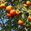 Kép 2/3 - Citrus sinensis 'Arancio' – Narancsfa