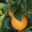 Kép 1/3 - Citrus sinensis 'Arancio' – Narancsfa