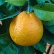 Kép 2/2 - Citrus sinensis 'Navelina' – Narancsfa