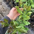 Kép 3/5 - Citromfa lombozata
