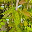 Kép 3/5 - Diospyros lotus 'Browny' – Lótuszszilva