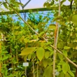 Kép 5/5 - Diospyros lotus 'Browny' – Lótuszszilva