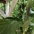 Kép 3/4 - Banán