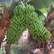 Kép 2/2 - Musa basjoo 'Chiliocarpa' – Japán törpebanán