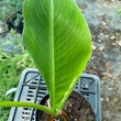 Kép 2/3 - Musa sikimensis – Törpe banán/Télálló banán