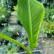 Kép 3/3 - Musa sikimensis – Törpe banán/Télálló banán