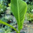 Musa sikimensis – Törpe banán