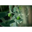 Kép 3/3 - Olea europea 'Cipressino' (syn.: 'Frangivento', 'Pyramidalis') – Európai olajfa