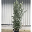 Kép 1/3 - Olea europea 'Cipressino' (syn.: 'Frangivento', 'Pyramidalis') – Európai olajfa