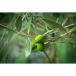 Kép 2/5 - Olea europea 'Frantoio' (syn.: 'Bresa Fina', 'Comune', 'Corregiolo', 'Crognolo', 'Infrantoio', 'Laurino', 'Nostrato', 'Oliva Lunga', 'Pendaglio', 'Pigantello', 'Raggio', 'Raggiolo', 'Rajo', 'Razza', 'Solciaro', 'Stringona') – Európai olajfa (öntermékeny)