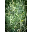 Kép 3/5 - Olea europea 'Frantoio' (syn.: 'Bresa Fina', 'Comune', 'Corregiolo', 'Crognolo', 'Infrantoio', 'Laurino', 'Nostrato', 'Oliva Lunga', 'Pendaglio', 'Pigantello', 'Raggio', 'Raggiolo', 'Rajo', 'Razza', 'Solciaro', 'Stringona') – Európai olajfa (öntermékeny)