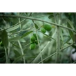 Kép 4/5 - Olea europea 'Frantoio' (syn.: 'Bresa Fina', 'Comune', 'Corregiolo', 'Crognolo', 'Infrantoio', 'Laurino', 'Nostrato', 'Oliva Lunga', 'Pendaglio', 'Pigantello', 'Raggio', 'Raggiolo', 'Rajo', 'Razza', 'Solciaro', 'Stringona') – Európai olajfa (öntermékeny)