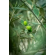 Kép 5/5 - Olea europea 'Frantoio' (syn.: 'Bresa Fina', 'Comune', 'Corregiolo', 'Crognolo', 'Infrantoio', 'Laurino', 'Nostrato', 'Oliva Lunga', 'Pendaglio', 'Pigantello', 'Raggio', 'Raggiolo', 'Rajo', 'Razza', 'Solciaro', 'Stringona') – Európai olajfa (öntermékeny)