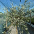 Kép 1/2 - Olea europea 'Piangente' – Európai olajfa