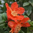 Kép 2/2 - Punica granatum 'Crimson Sky' – Gránátalma (termős)