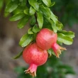 Kép 1/2 - Punica granatum 'Crisanzio' – Gránátalma