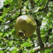 Kép 2/2 - Punica granatum 'Haku Botan' – Gránátalma (termős)